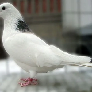 Топ-5 от най-забележителните гълъби с бял цвят